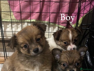 Chihuahua dogs - Advert 16