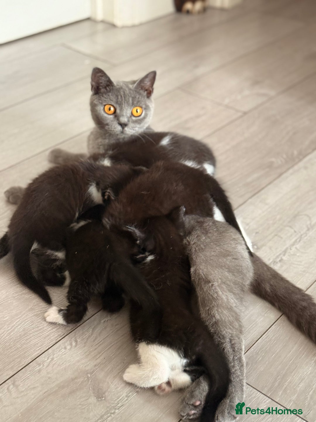 Mixed Breed cats for sale: Half British shorthair kittens  - Image 7
