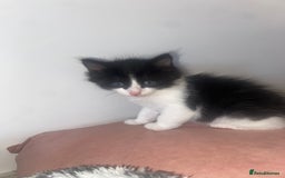 Mixed Breed cats for sale: BEAUTIFUL BLACK AND WHITE KITTENS 🐱  - Image 9