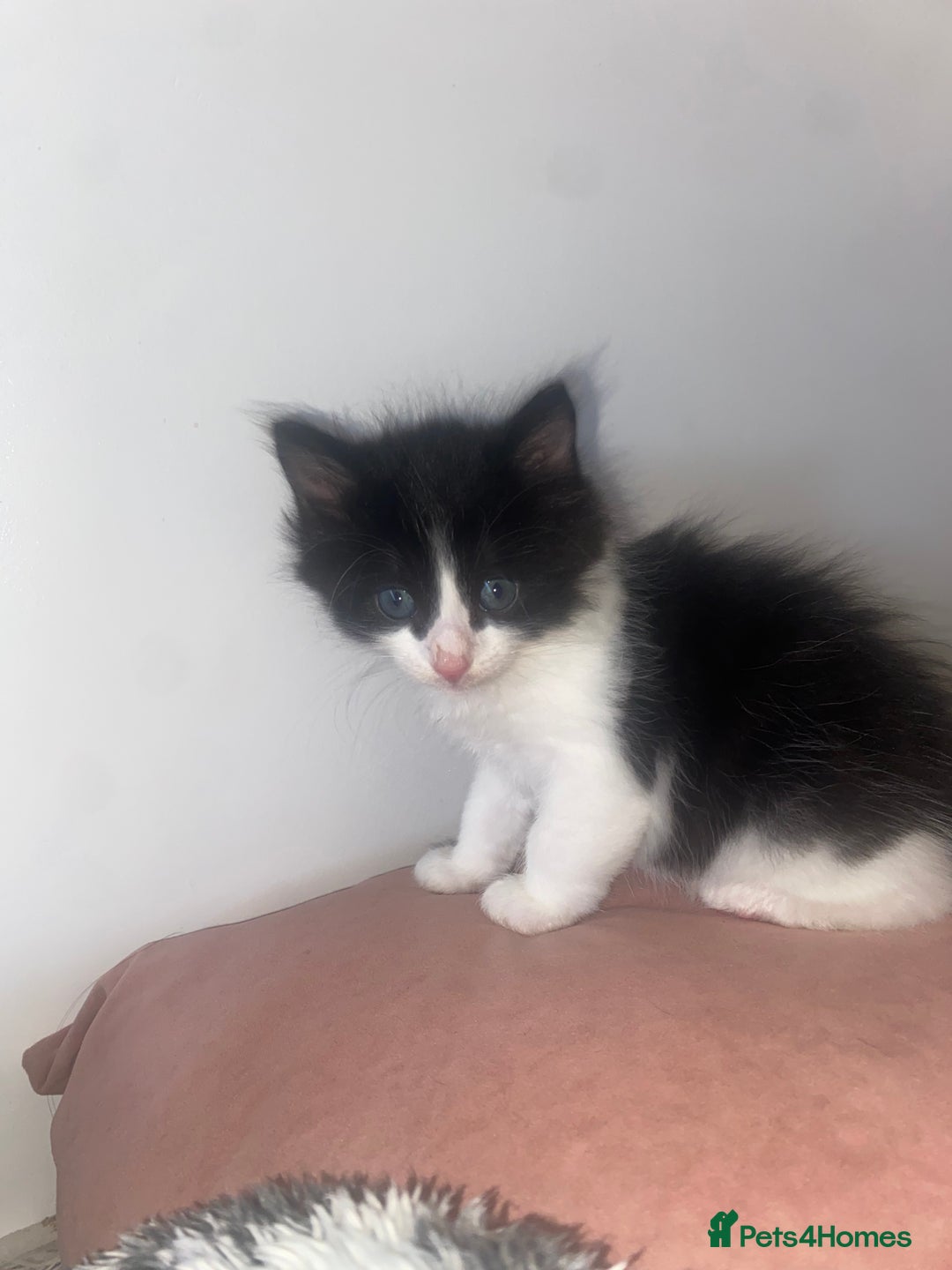 Mixed Breed cats for sale: BEAUTIFUL BLACK AND WHITE KITTENS 🐱  - Image 9