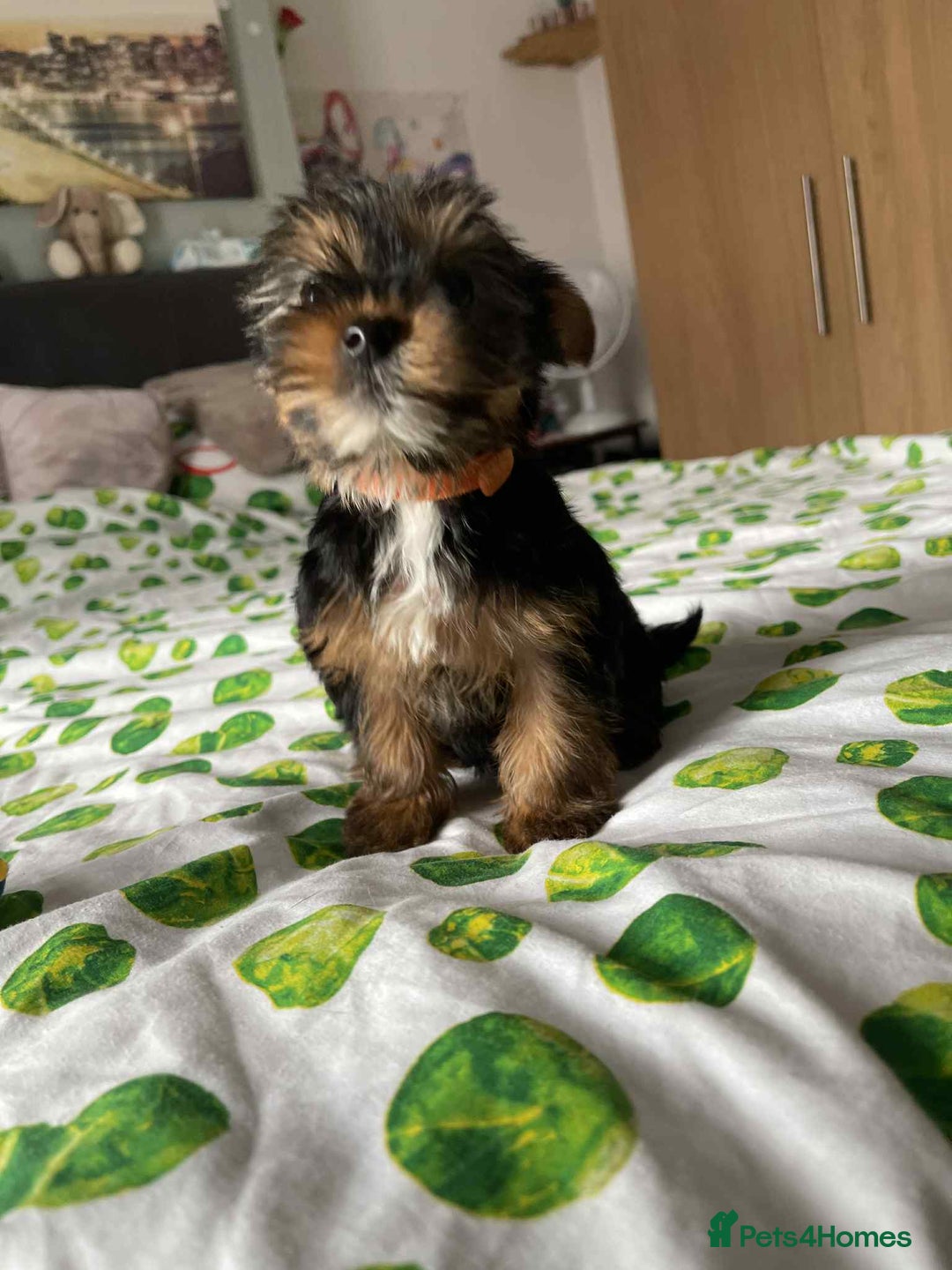 Yorkshire Terrier dogs for sale: 6 lovely Yorkshire puppies  - Image 5