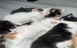 Domestic Shorthair cats for sale: Kittens For Sale – Ready to Join Your Home! - Image 5