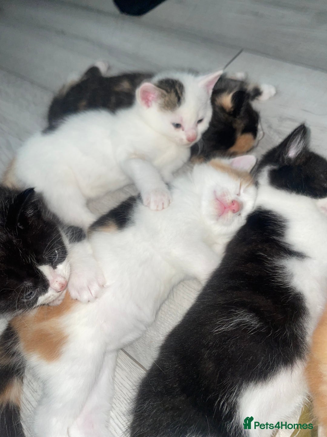 Domestic Shorthair cats for sale: Kittens For Sale – Ready to Join Your Home! - Image 5