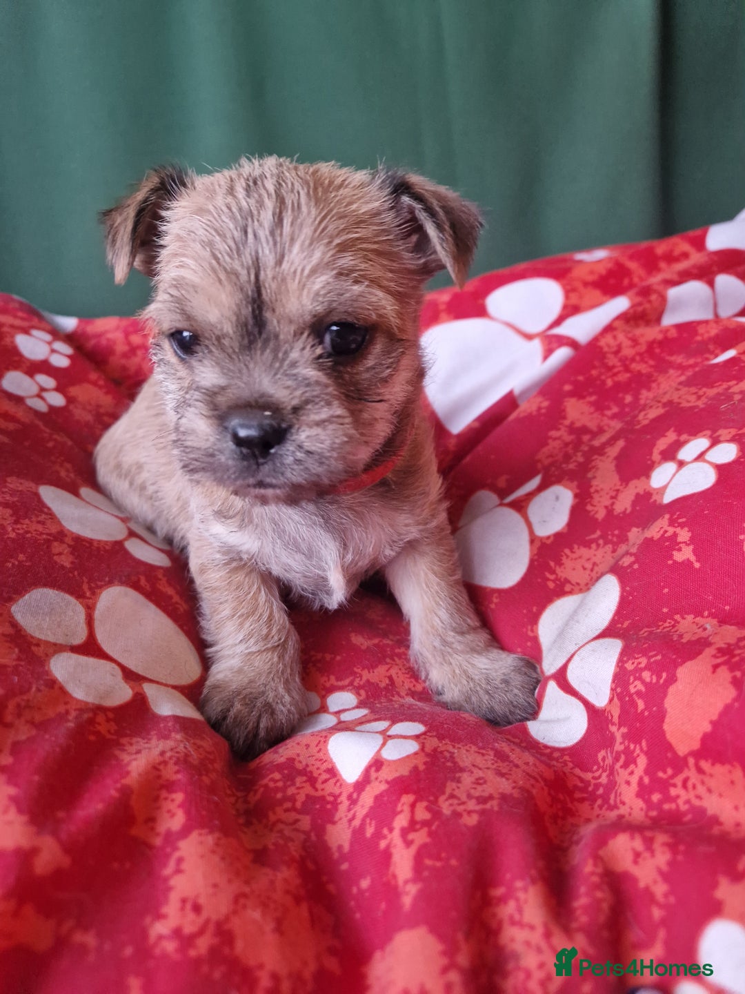 Mixed Breed dogs for sale: Puppies - Image 17
