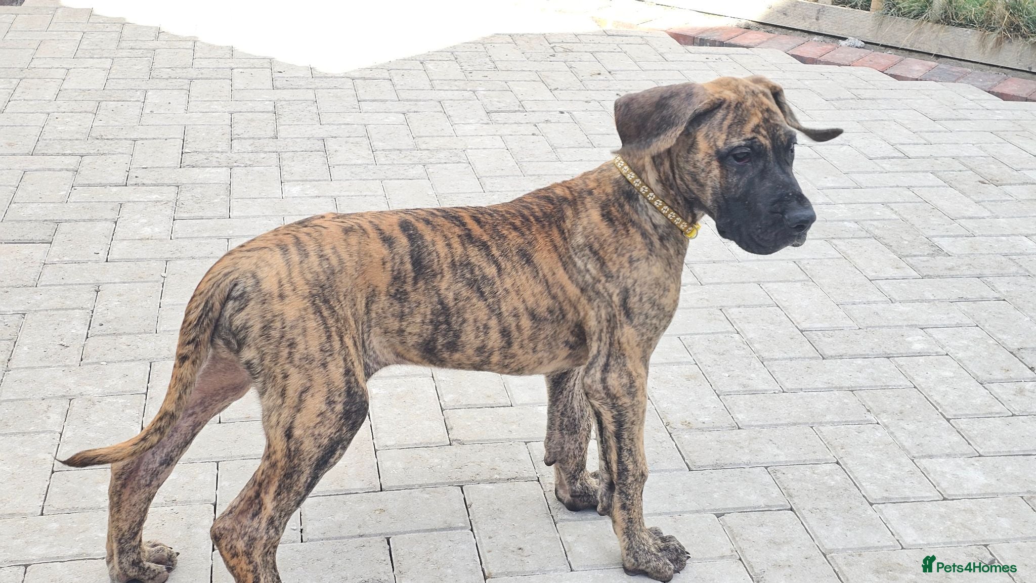 Great Dane dogs BRINDLE GREAT DANES-FULLY VAX'D-ONLY 3 GIRLS LEFT - Advert 2
