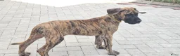 Great Dane dogs for sale: ONLY 1 GIRL LEFT-BRINDLE GREAT DANES-FULLY VAX'D - Advert 1