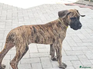 Great Dane dogs BRINDLE GREAT DANES-FULLY VAX'D-ONLY 3 GIRLS LEFT - Advert 2