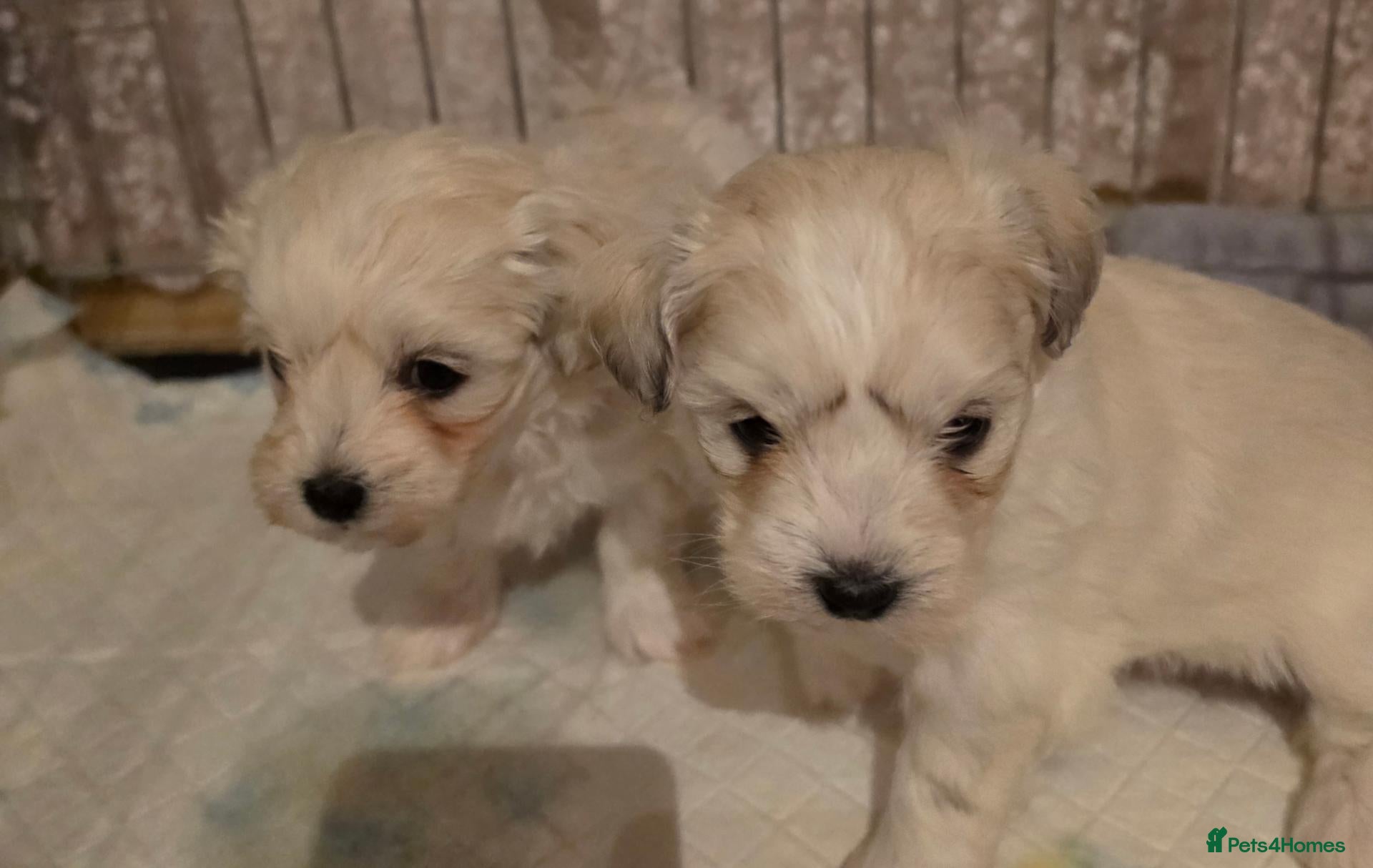 Mixed Breed dogs Bichon Maltese Puppies  - Advert 16
