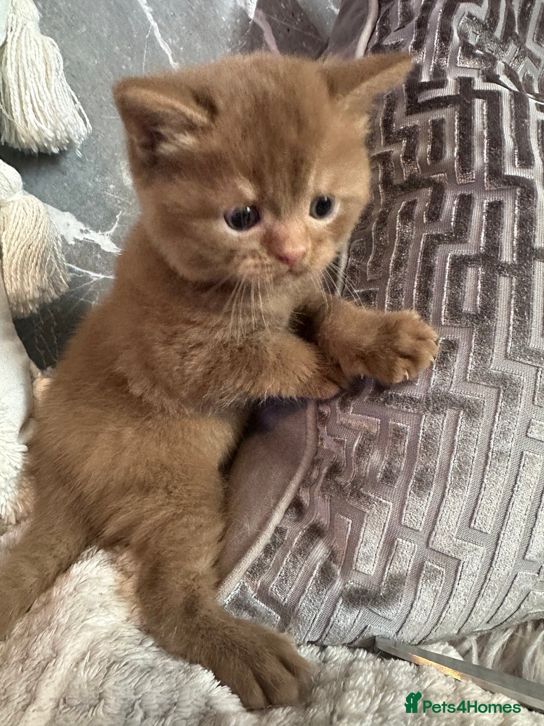 British Shorthair cats for sale: 🏆 BSH Cream male available 🏆 - Image 5