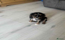 Cavalier King Charles Spaniel dogs for sale: Ready now :) 1 little boy - Image 1