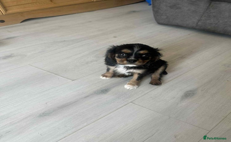 Cavalier King Charles Spaniel dogs - Advert 1