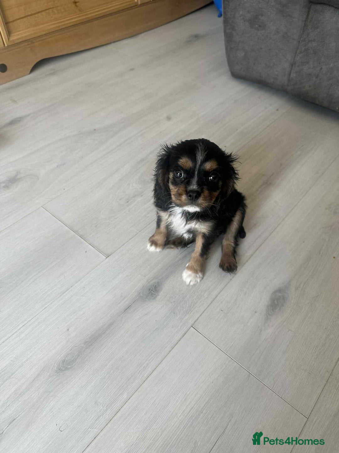 Cavalier King Charles Spaniel dogs for sale: Ready now :) 1 little boy - Image 1