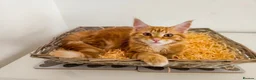 Maine Coon cats for sale: Maine coon mixed lovely extremely adorable kittens - Advert 5