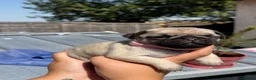 Pug dogs for sale: 🌟Kc registered pedigree pug puppies.🌟 - Advert 13