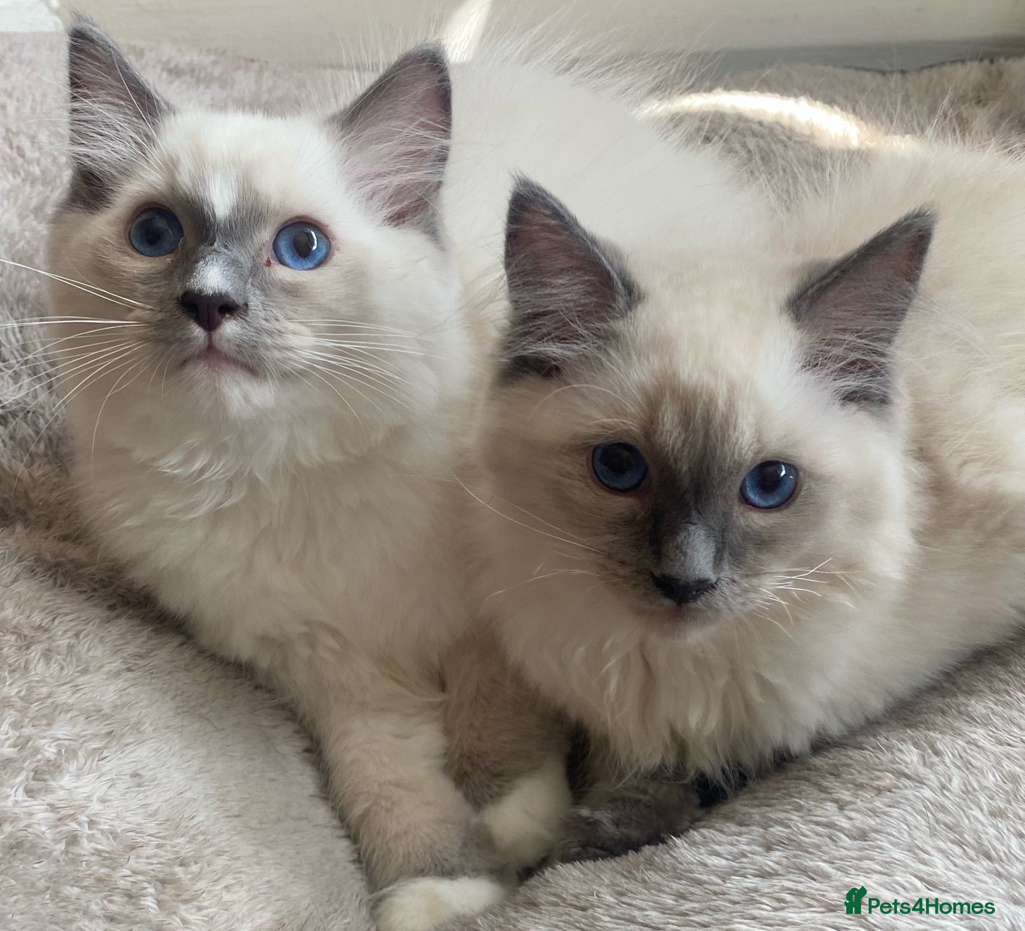 Ragdoll cats Ragdoll Kittens - Advert 6