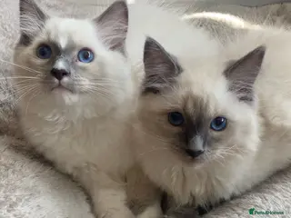 Ragdoll cats Ragdoll Kittens - Advert 6