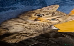 Bengal cats for sale: Bengal cross kitten  - Image 1