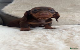 Dachshund dogs for sale: Dachounds for sale  - Image 4
