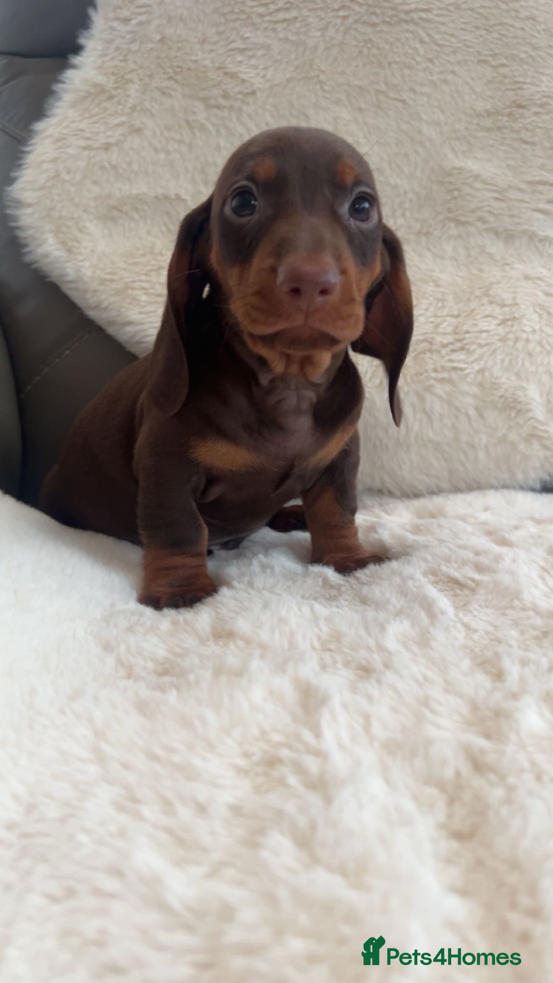Dachshund dogs for sale: Dachounds for sale  - Image 4