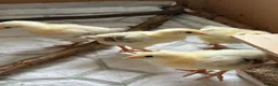 Chickens poultry for sale: Blacktail cockerel chicks available - Advert 4