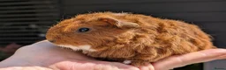 Guinea Pig rodents for sale: Gorgeous Gpig pups - Advert 4