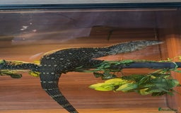 Monitor reptiles for sale: Nile monitor  - Image 6