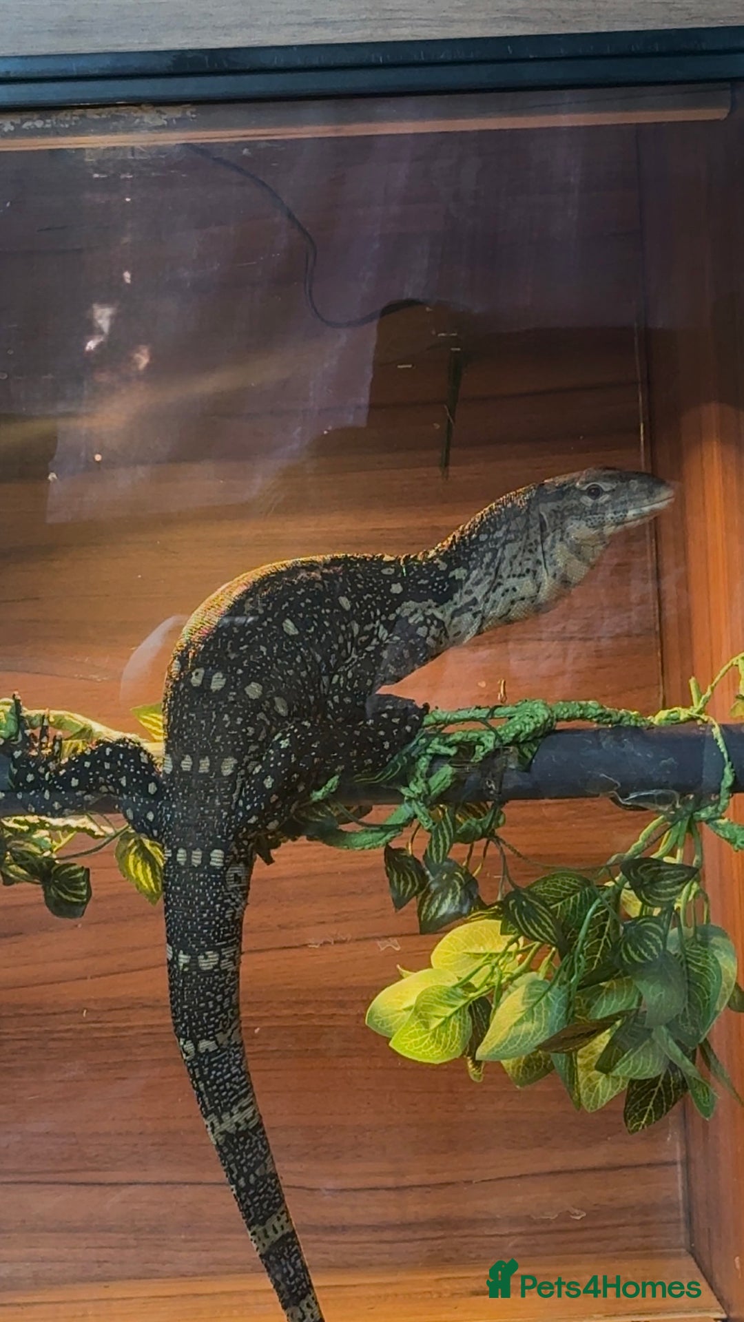 Monitor reptiles for sale: Nile monitor  - Image 6
