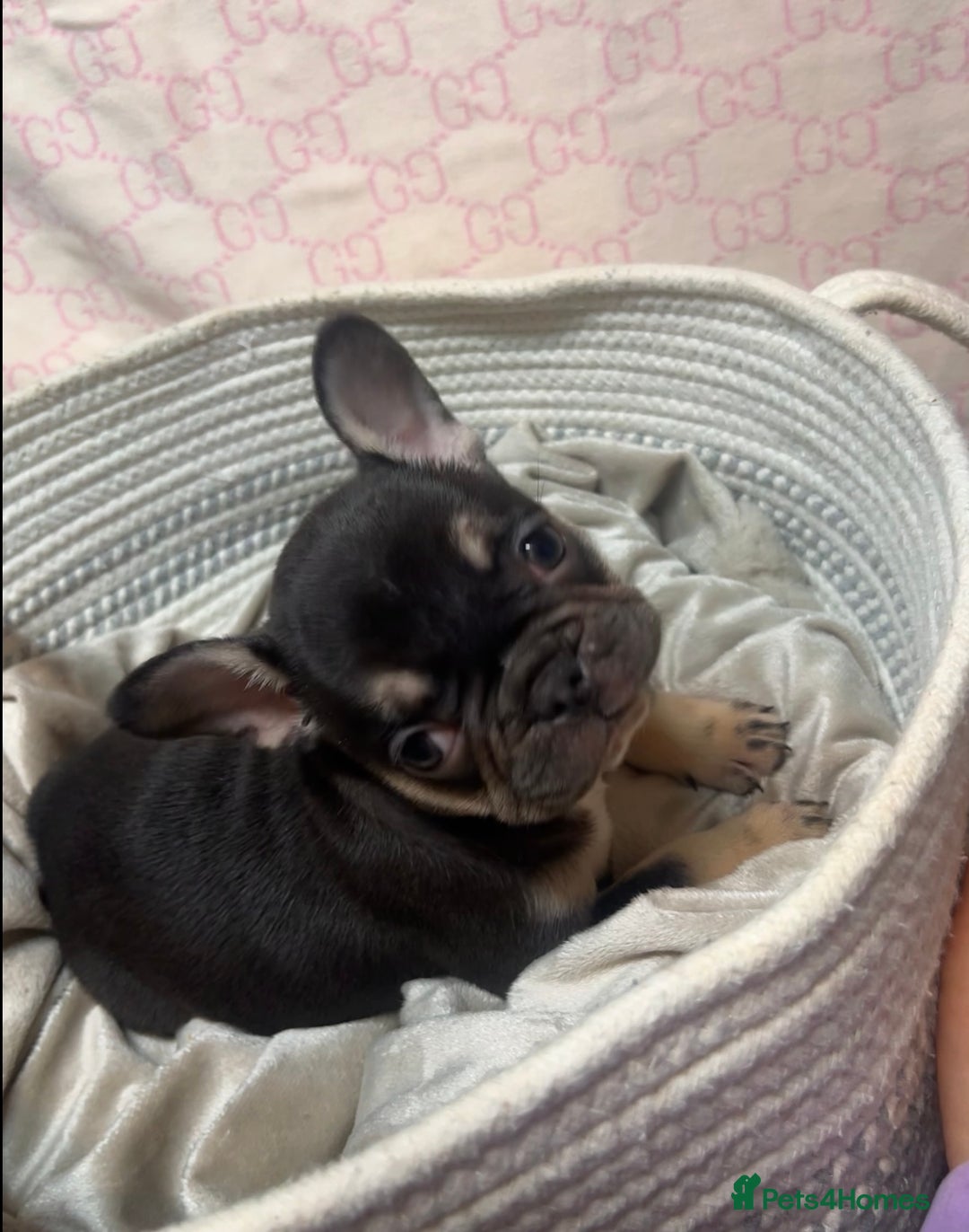 French Bulldog dogs for sale: 🩷5 French bulldog pups for sale🩷 - Advert 16