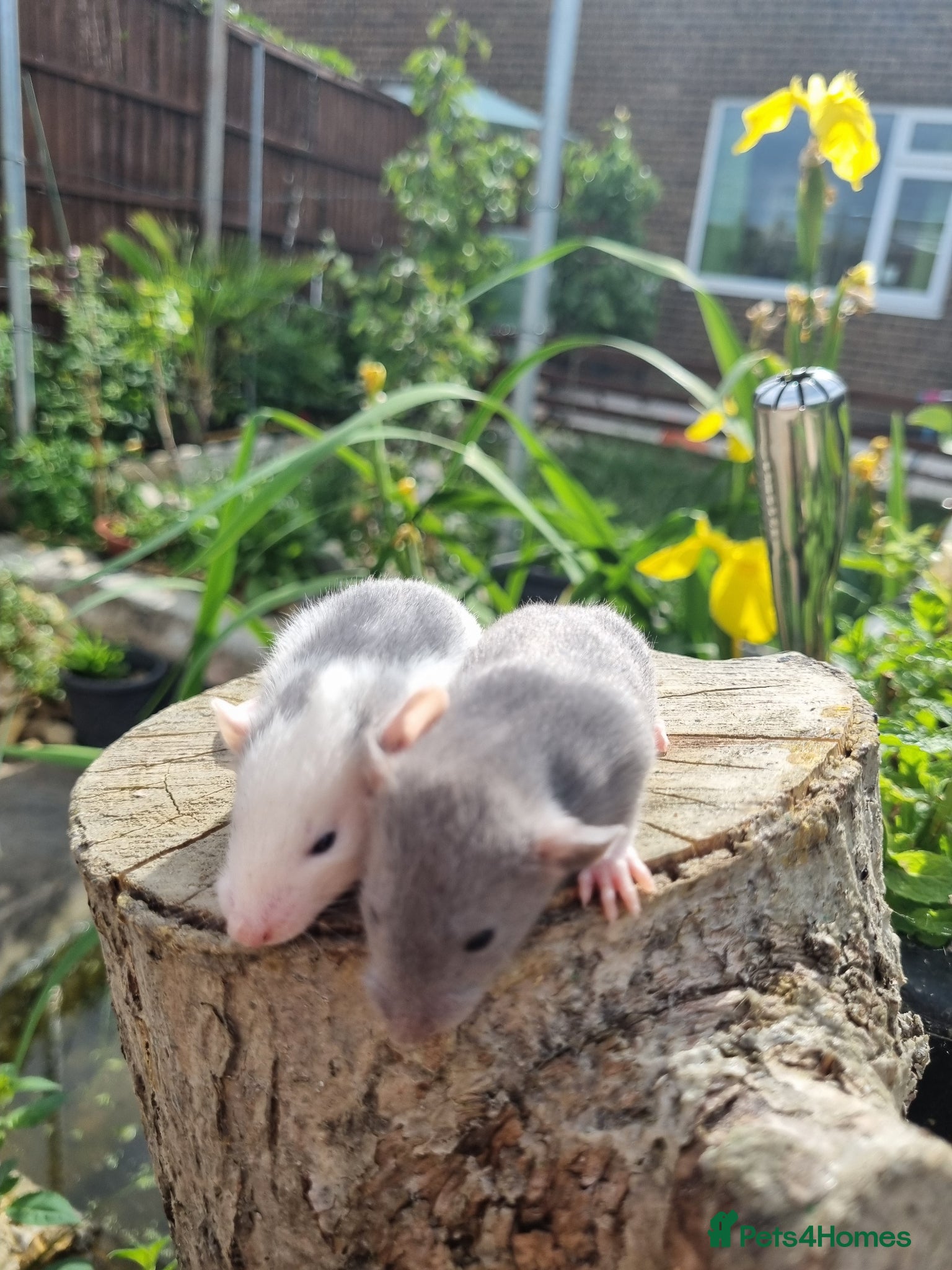Rat rodents Adorable baby rats - Advert 2