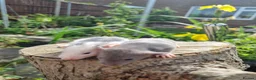 Rat rodents for sale: Adorable baby rats - Advert 2