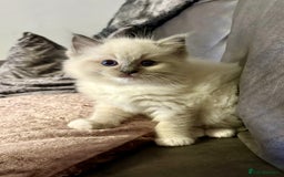 Ragdoll cats for sale: Beautiful Ragdoll kittens - Image 6