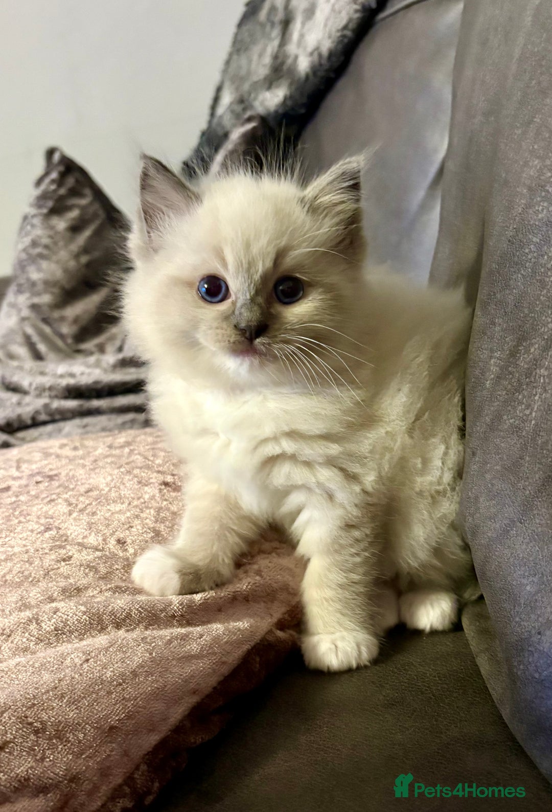 Ragdoll cats for sale: Beautiful Ragdoll kittens - Image 6