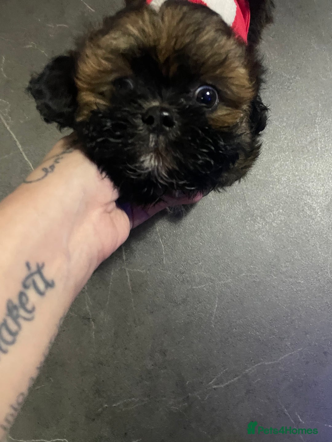 Shih Tzu dogs for sale: Beautiful 9 week old dobie male shihtzu - Advert 1