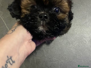Shih Tzu dogs Beautiful 9 week old dobie male shihtzu - Advert 1