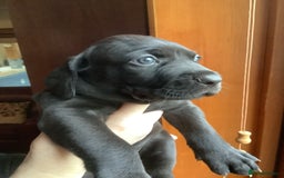 Mixed Breed dogs for sale: Great Weimar puppies  - Image 14