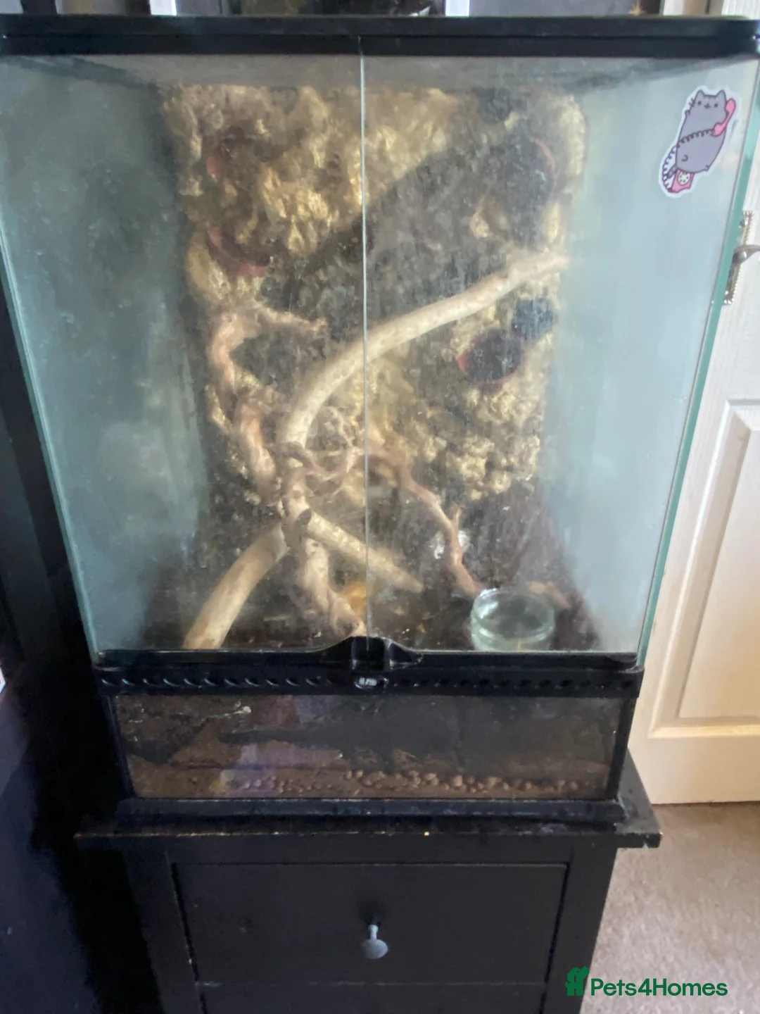 Gecko reptiles for sale: Large exo terra and male crested gekko   in Chatham - Advert 1