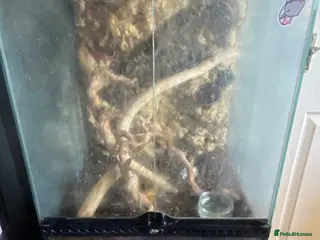 Gecko reptiles Large exo terra and male crested gekko - Advert 1