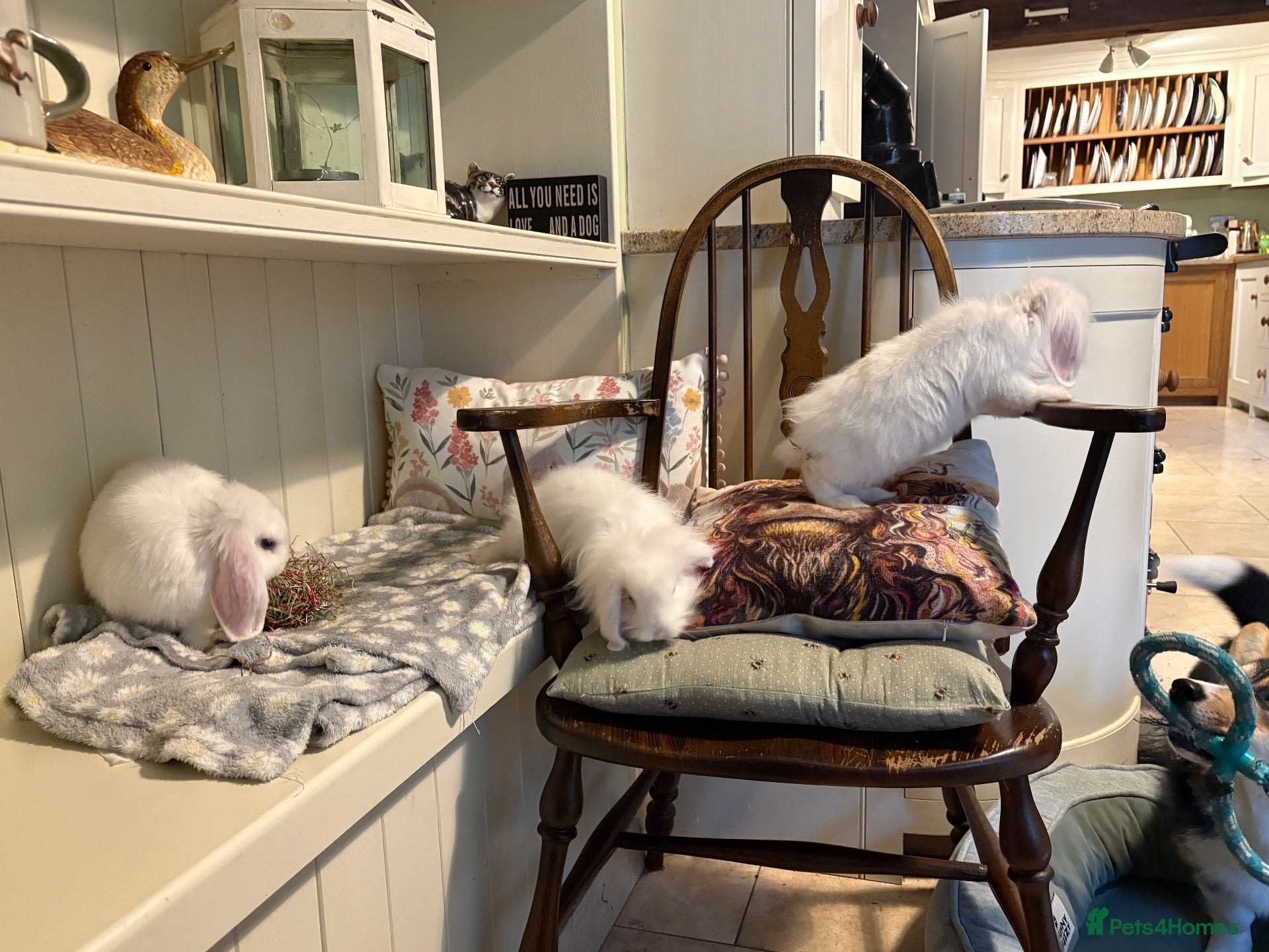 Mini Lop rabbits for sale: Mini lops-vaccinated-raised indoors  - Advert 2