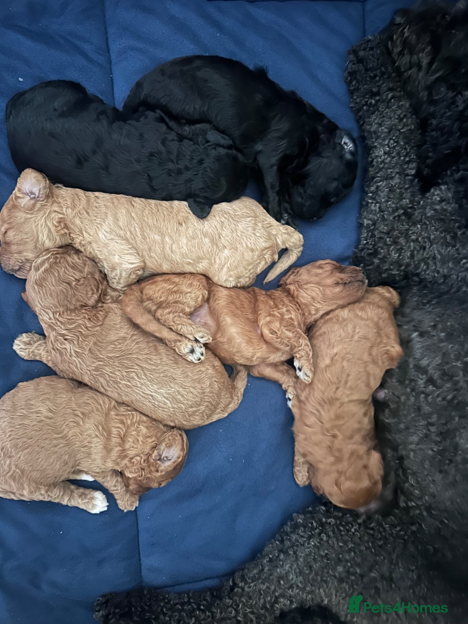 Cavapoo dogs F1B Cavapoo pups looking for their forever home - Advert 2