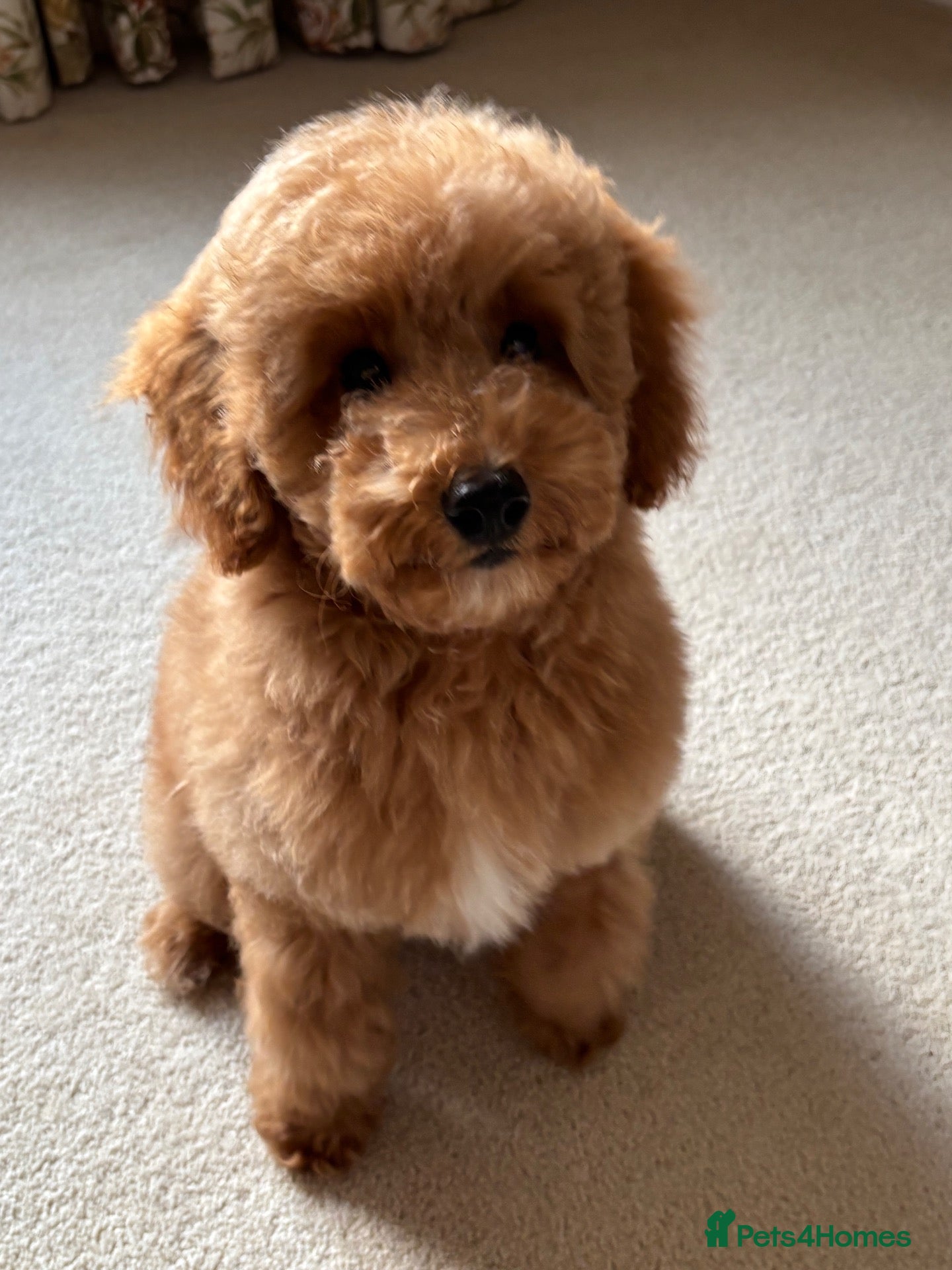 Mixed Breed dogs Miniature Poodle Puppy 3m Boy - Advert 1