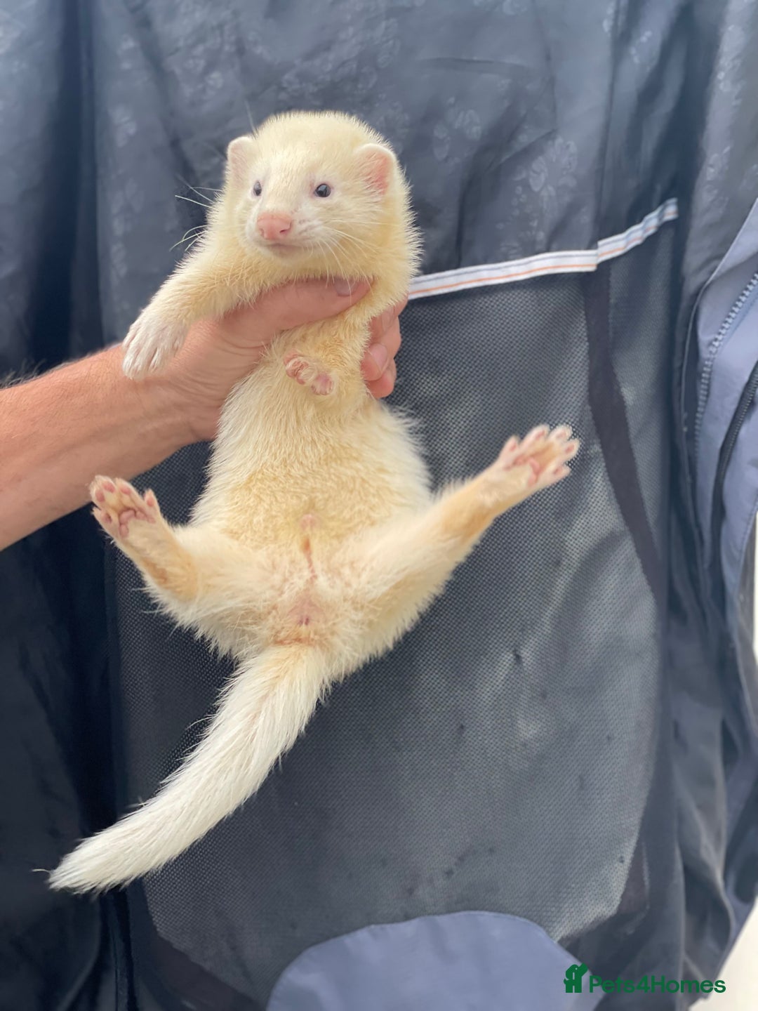Ferret rodents for sale: Gorgeous baby ferret hob - Image 3