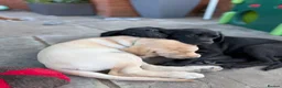 Labrador Retriever dogs for sale: Labrador puppies  - Advert 7