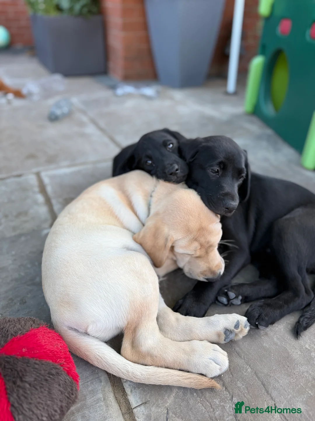 Labrador Retriever dogs for sale: Labrador puppies  - Advert 2