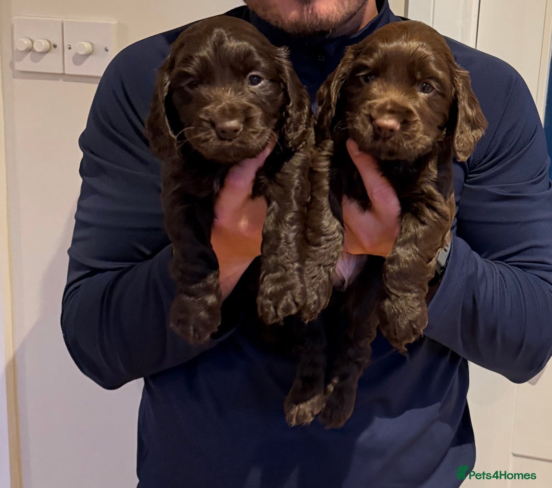 Cocker Spaniel dogs for sale: Working cocker spaniels - Advert 7
