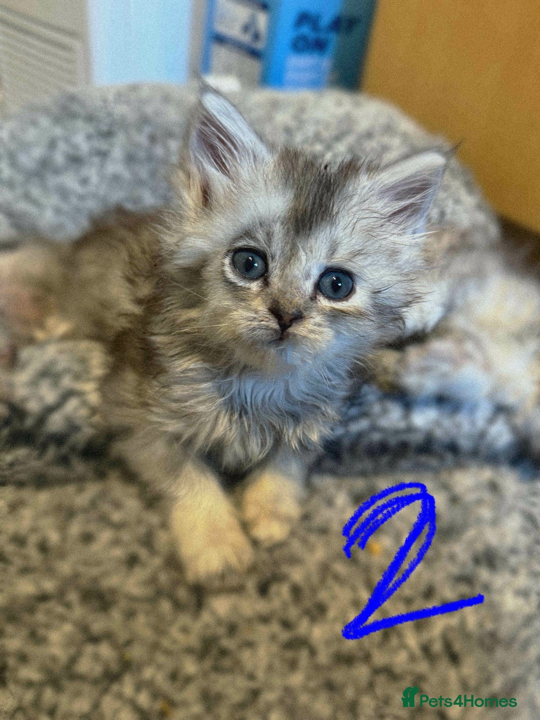 British Longhair cats for sale: 🩵BritishLonghair X Mainecoon Boys🩵 - Image 4