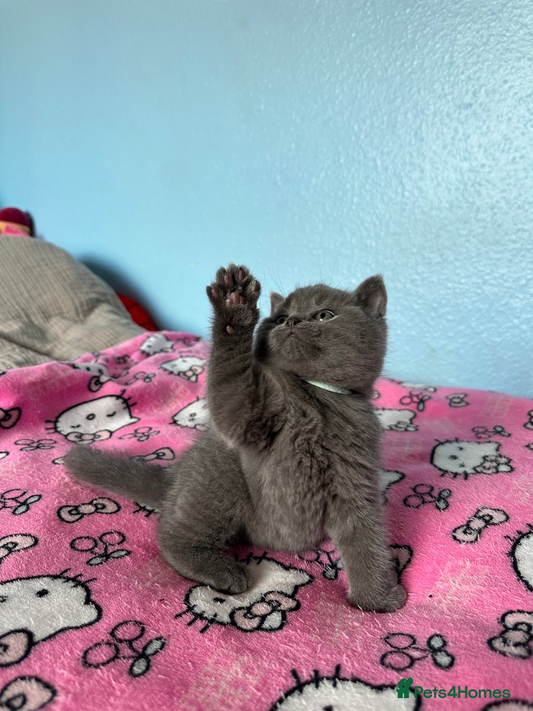 British Shorthair cats for sale: British short hair kittens - Advert 29