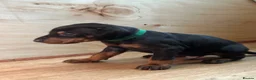 Dobermann dogs for sale: KC registered Doberman puppies  in Doncaster - Advert 6