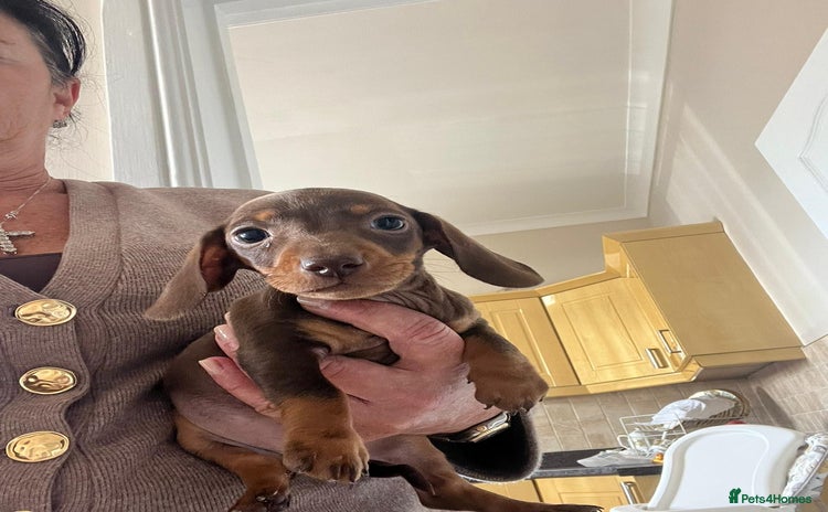 Dachshund dogs - Advert 4