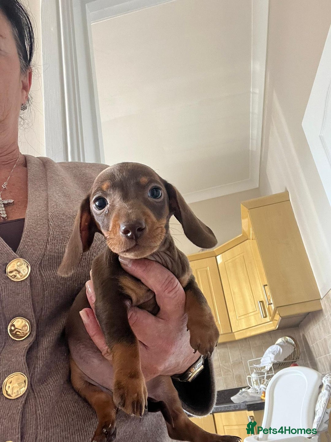 Dachshund dogs for sale: Dachshund puppies  - Image 13