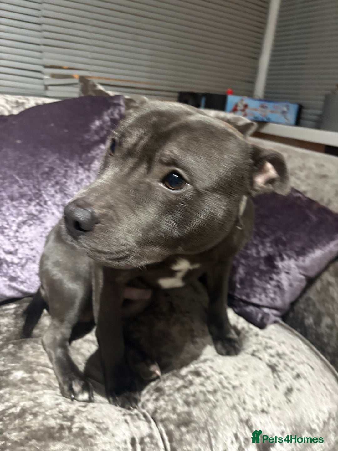 Staffordshire Bull Terrier dogs for sale: Male blue staffie KC registered - Advert 3